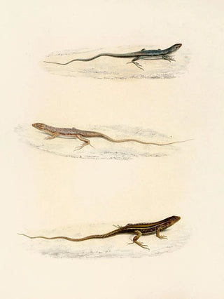 Sir Andrew Smith - Eremias Annulifera Eremias Fulchra Eremias Formosa.webp