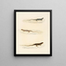 Eremias annulifera Eremias fulchra Eremias formosa - Sir Andrew Smith — framed artwork on a wall