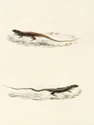 Sir Andrew Smith - Eremias Burchellii Eremias Capensis.webp
