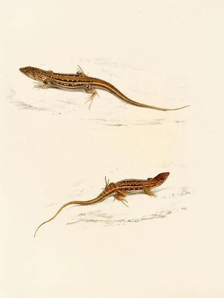 Sir Andrew Smith - Eremias Knoxii Eremias LineoOcellata.webp