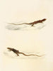 Eremias laticeps Eremias lugubris - Sir Andrew Smith — vista de la obra