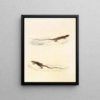 Sir Andrew Smith - Eremias Laticeps Eremias Lugubris.webp