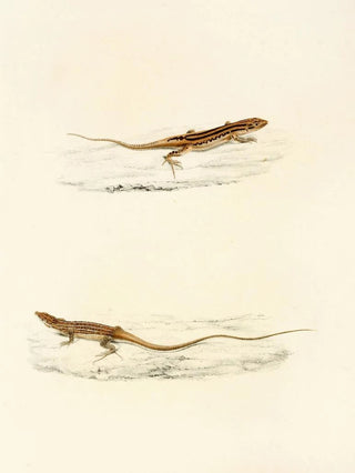 Sir Andrew Smith - Eremias Undata Eremias Namaquensis.webp