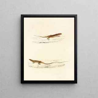 Sir Andrew Smith - Eremias Undata Eremias Namaquensis.webp
