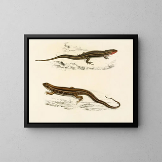 Sir Andrew Smith - Gerrhosaurus Bibroni Gerrhosaurus Typicus.webp