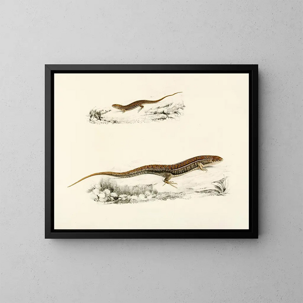 Gerrhosaurus flavigularis adult juvenile - Sir Andrew Smith — framed artwork on a wall