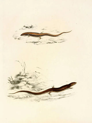 Sir Andrew Smith - Gerrhosaurus Sepiformis Gerrhosaurus Subtessellatus.webp