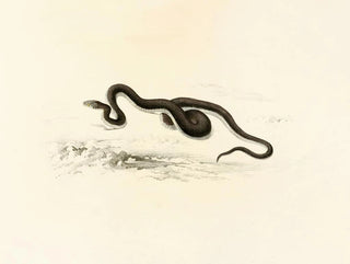 Sir Andrew Smith - Lycodon Capensis.webp