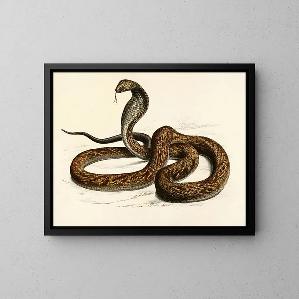Naïa Haje Var B - Sir Andrew Smith — framed artwork on a wall
