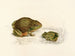 Pyxicephalus adspersus adulto joven - Sir Andrew Smith — vista de la obra