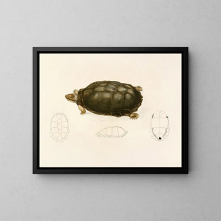Sir Andrew Smith - Sternotherus Sinuatus.webp