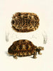 Semi-serrated turtle painting - Sir Andrew Smith — artwork view