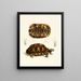 Semi-serrated turtle painting - Sir Andrew Smith — framed artwork on a wall