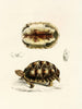 Tortue Verroxii - Sir Andrew Smith — artwork view