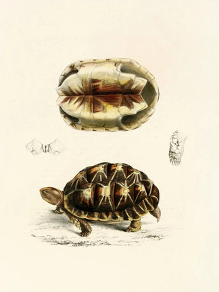 Sir Andrew Smith - Testudo Verroxii.webp