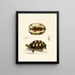 Tortue Verroxii - Sir Andrew Smith — framed artwork on a wall
