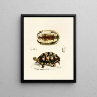 Sir Andrew Smith - Testudo Verroxii.webp