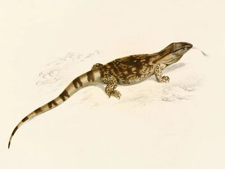 Sir Andrew Smith - Varanus Albogularis.webp
