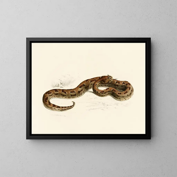 Vipère lophophrys - Sir Andrew Smith — framed artwork on a wall