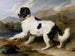 León, un perro Terre-Neuve - Sir Edwin Henry Landseer — vista de la obra