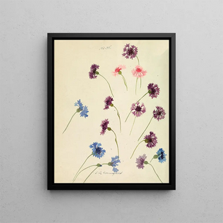 Sophia Louise Crownfield - Cornflowers.webp