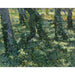 Reproducción del cuadro Bosque - Vincent van Gogh