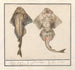 Squatina de viole de la familia de los Rhinobatidae - Anselmus Botius de Boodt — vista de la obra