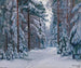 Path in the snowy forest - Stanisław Żukowski — artwork view
