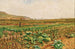 a painting "A field of vegetables with a hare and a hunter in the background" by Stefan Simony — artwork view