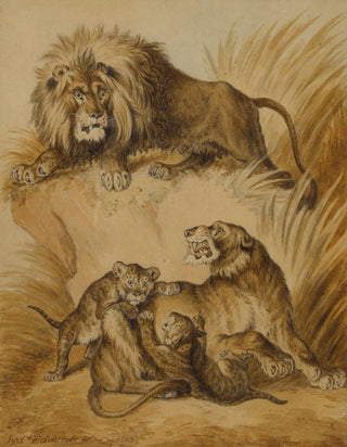 Sydenham Edwards - A Lion Lioness and two cubs.webp