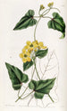 Stigmaphyllon à arêtes - Sydenham Edwards — vista de la obra