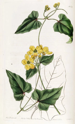 Sydenham Edwards - Awned Stigmaphyllon.webp