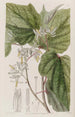Marlea con hojas de begonia - Sydenham Edwards — vista de la obra