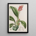 Cryptochilus couleur de sang - Sydenham Edwards — cuadro enmarcado en la pared