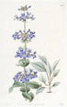 Pentstemon a hojas azules - Sydenham Edwards — vista de la obra