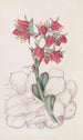 Echeveria with Blunt Leaves - Sydenham Edwards — artwork view