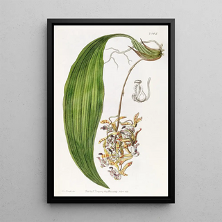 Sydenham Edwards - Bluntpetalled Cirrhaea.webp