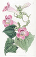 Lophospermum rougissant - Sydenham Edwards — vista de la obra