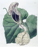 de aristoloche con flores de barco - Sydenham Edwards — vista de la obra