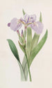 Iris painting with spiked tip - Sydenham Edwards — artwork view