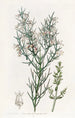 Colletia hérissée - Sydenham Edwards — artwork view