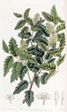 Duvaua with broad leaves - Sydenham Edwards — artwork view