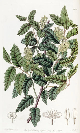Sydenham Edwards - Broadleaved Duvaua.webp
