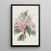 Balsamine à larges pétales - Sydenham Edwards — framed artwork on a wall
