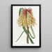 Tritoma de Burchell - Sydenham Edwards — framed artwork on a wall