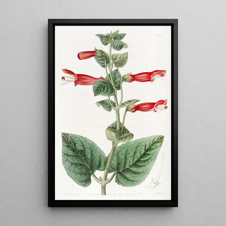 Sydenham Edwards - Captain Suttons Gesnera.webp