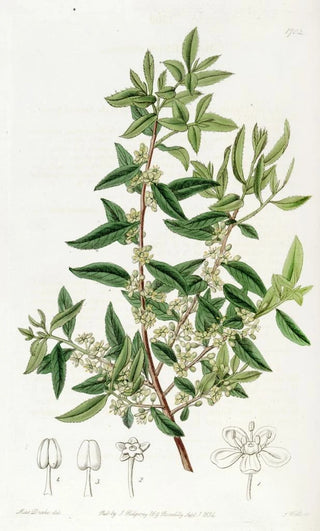 Sydenham Edwards - Chilian Mayten.webp