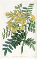 Árbol Mayu chileno - Sydenham Edwards — vista de la obra