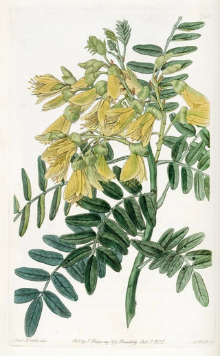 Sydenham Edwards - Chilian Mayu Tree.webp