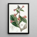 Chinese Rehmannia Painting - Sydenham Edwards — framed artwork on a wall
